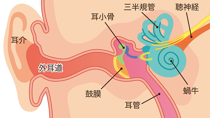 突発性難聴の原因は内耳に障害が起きる